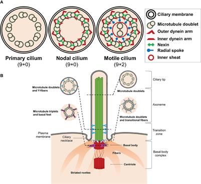 Primary Cilia in Pancreatic β- and α-Cells: Time to Revisit the Role of Insulin-Degrading Enzyme